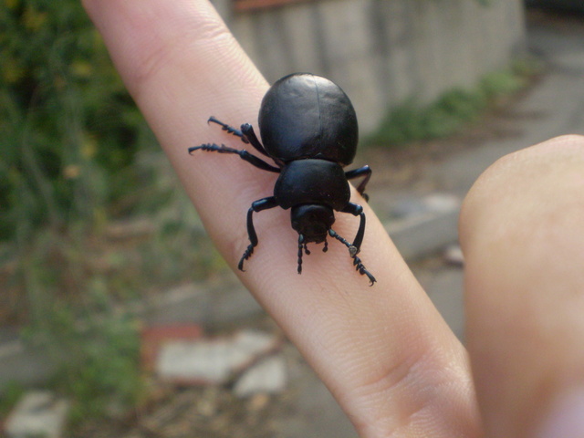 Scarabeo? - No, Chrysomelidae: Timarcha pimelioides